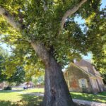 Haunted Historical The Hancock House Witness Tree